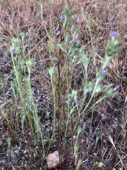 Eriastrum filifolium