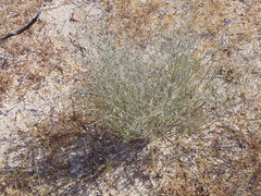 Psorothamnus scoparius