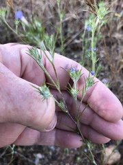 Eriastrum filifolium