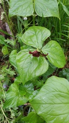 Trillium erectum