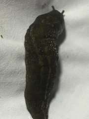 Limax maximus