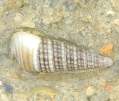 Pirenella cingulata