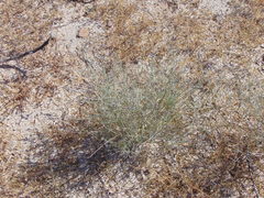 Psorothamnus scoparius