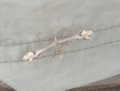 Platyptilia