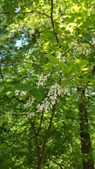 Cladrastis kentukea