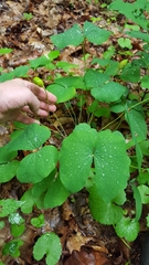 Jeffersonia diphylla