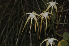 Brassavola cucullata
