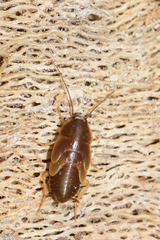 Corydiidae