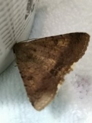 Pandesma quenavadi