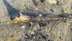 Barred Mudskipper photo 3