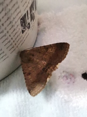 Pandesma quenavadi