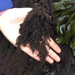 Callithamnion pikeanum