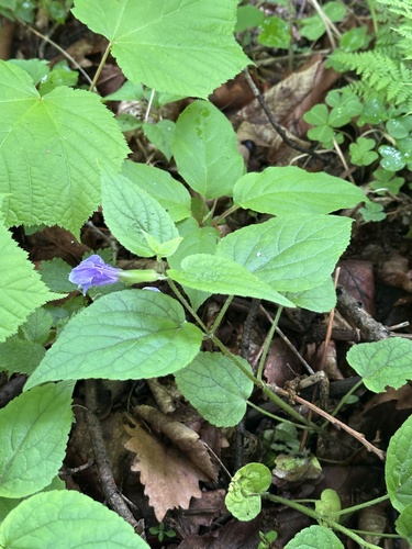 Meehania urticifolia, photograph 4