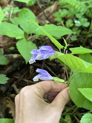 Meehania urticifolia, photograph 3