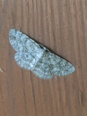 Hypomecis umbrosaria