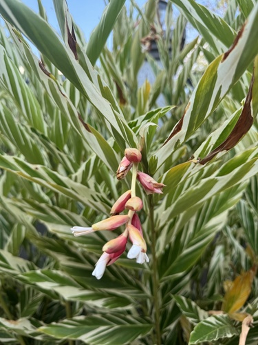 Alpinia vittata observed 2024-06-07