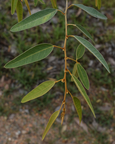 Lamprolobium fruticosum observed 2024-02-29