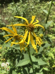 Verbesina helianthoides