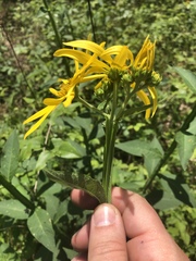 Verbesina helianthoides