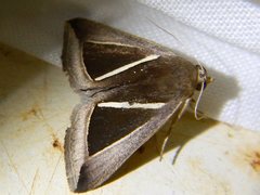 Chalciope alcyona