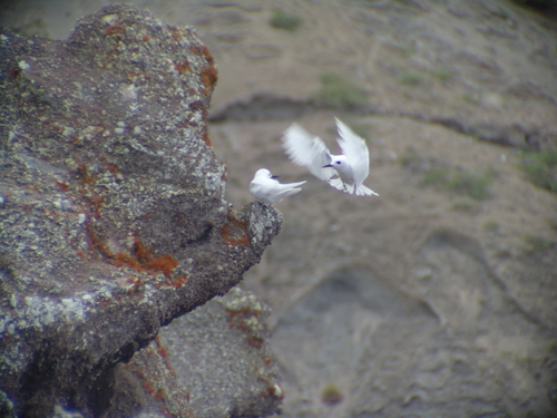 Gygis alba