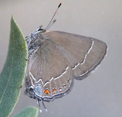 Satyrium polingi