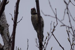 Sphyrapicus varius image