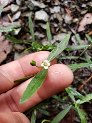 Moehringia macrophylla