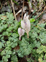 Dicentra pauciflora