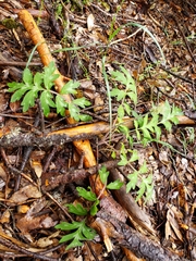 Hydrophyllum occidentale