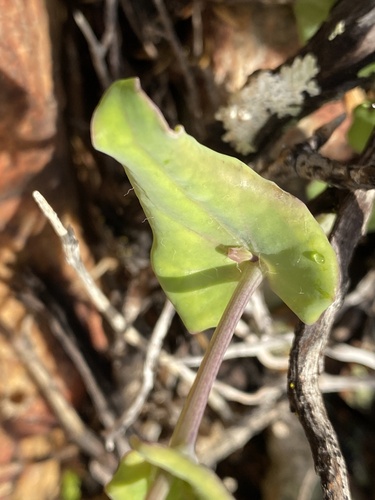 Othonna undulosa