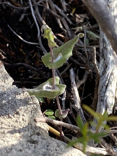 Othonna undulosa