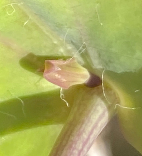 Othonna undulosa
