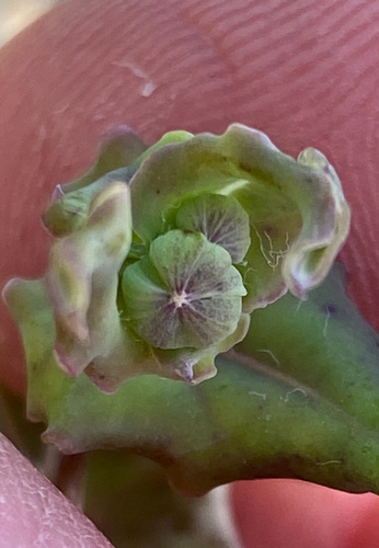 Othonna undulosa