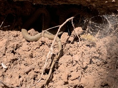 Thamnophis rufipunctatus