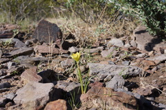Zephyranthes longifolia