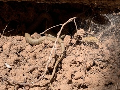 Thamnophis rufipunctatus