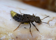 Ontholestes cingulatus