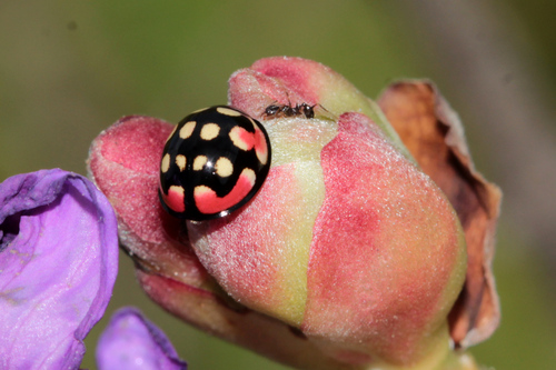 Sulfurous Lady Beetle
