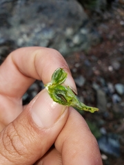 Gnorimoschema octomaculella