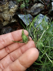 Gnorimoschema octomaculella