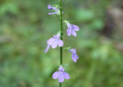 Lobelia gattingeri