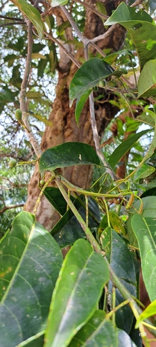 Dalrympelea pomifera observed 2024-06-06