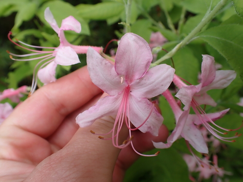 Image of Rhododendron prinophyllum by (c) Steven Lamonde, some rights reserved (CC BY)
