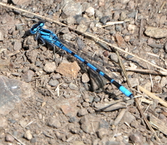 Enallagma annexum
