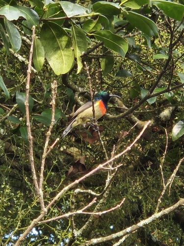 Eastern Double-collared Sunbird (Cinnyris mediocris), photo 3