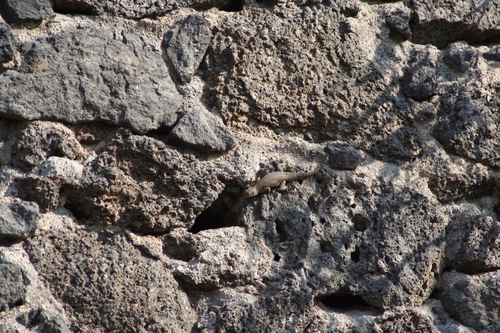 Sceloporus dugesii