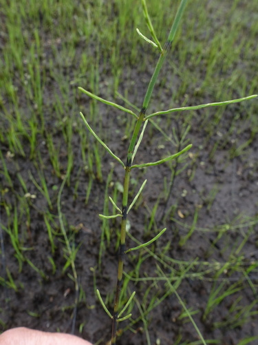 Equisetum dycei