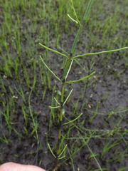 Equisetum × dycei