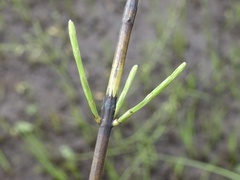 Equisetum × dycei, photograph Jamie O'Neill, CC BY, iNaturalist via GBIF